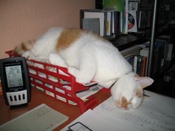 Garfield schläft im Postkorb