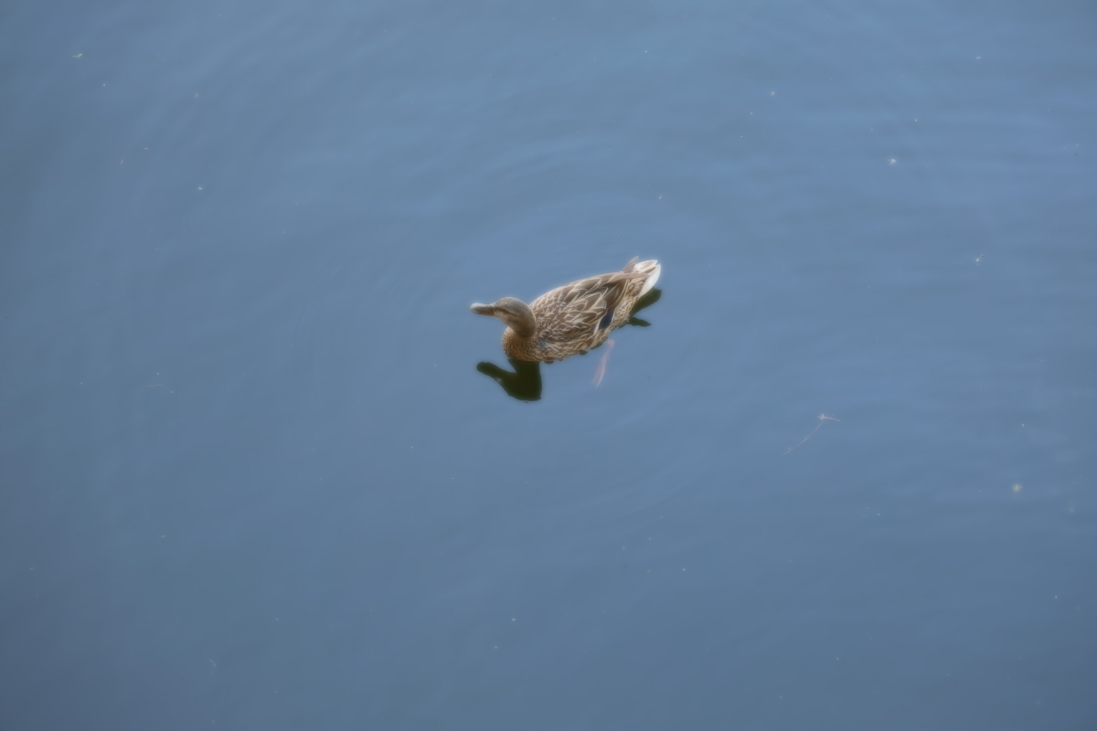 Noch eine Ente im Wasser