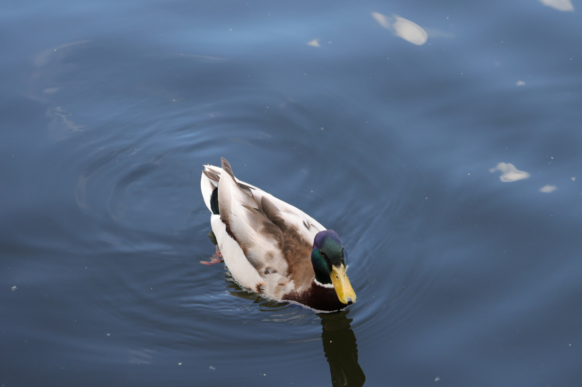 Ente im Wasser