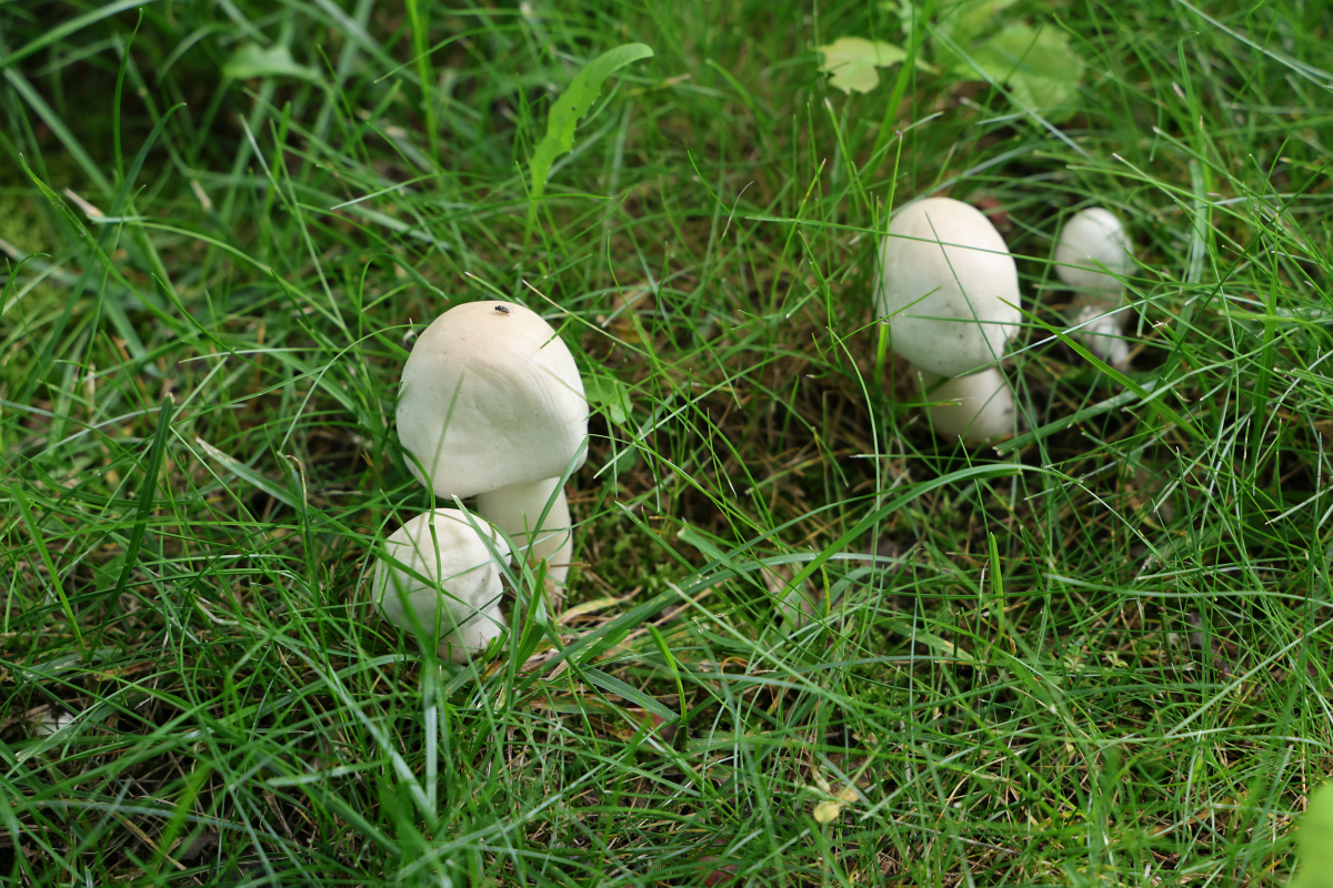 Pilze