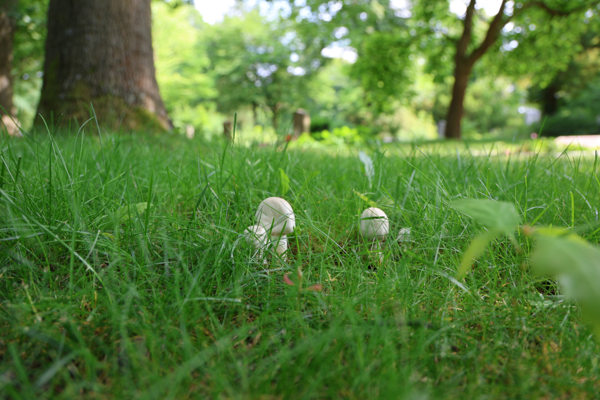 Pilze im Gras
