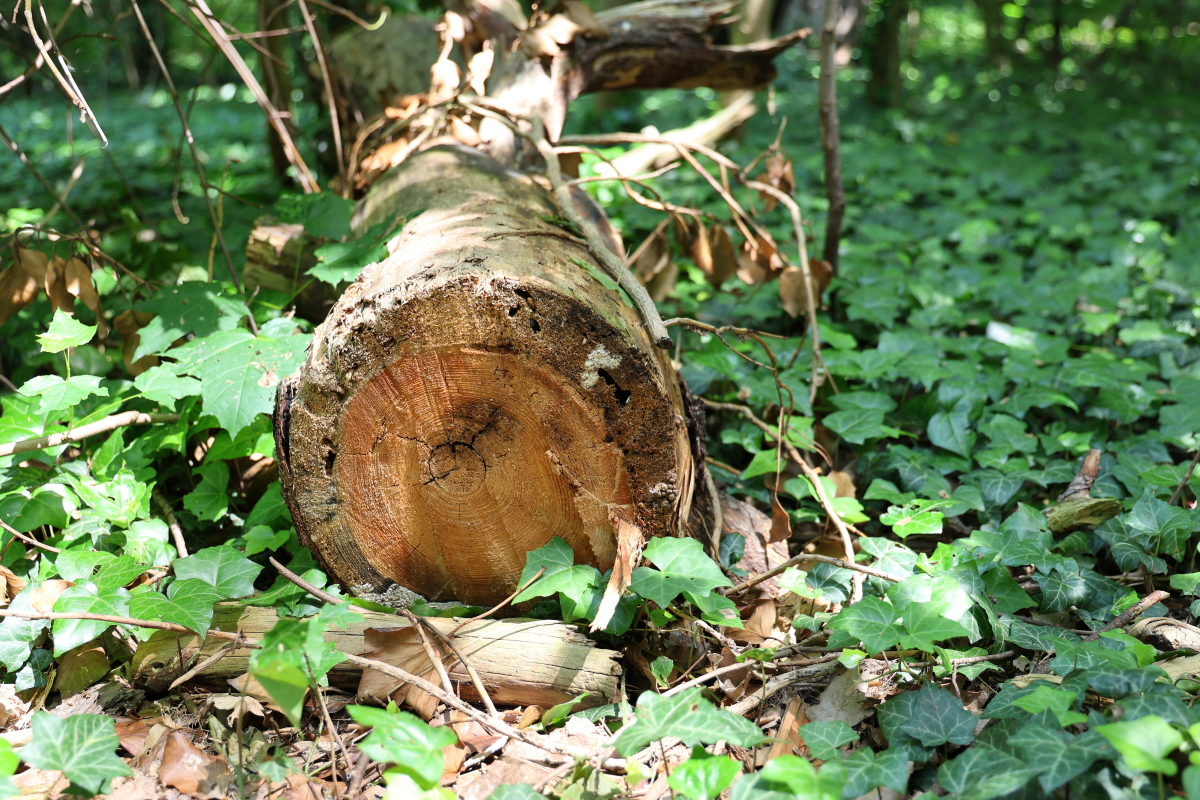 Umgesägter Baum