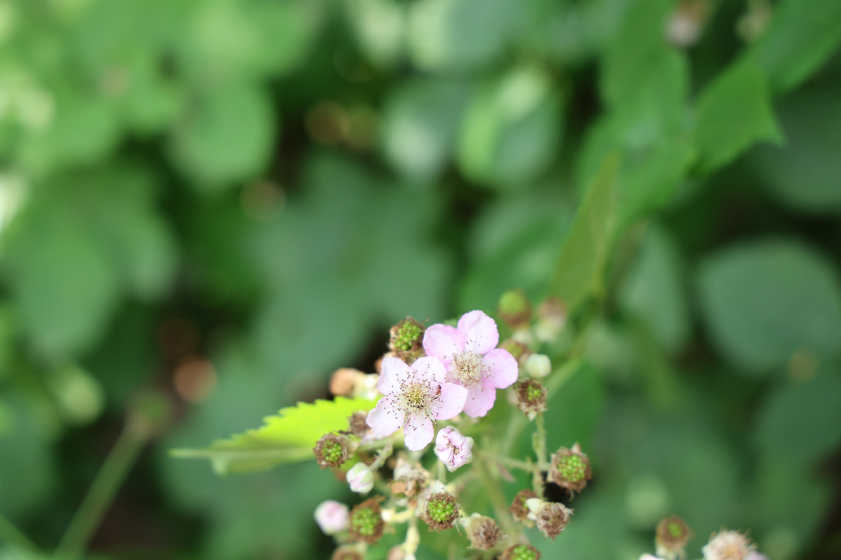 Brombeerblüten