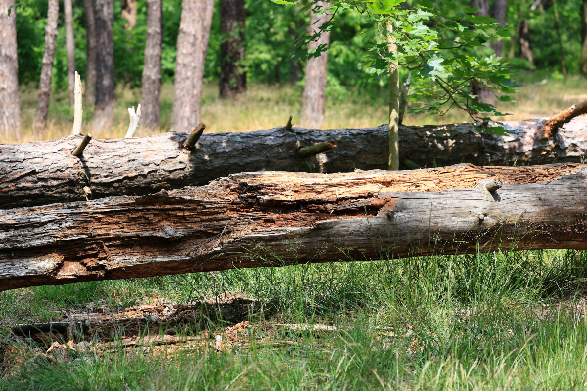 Im Wald