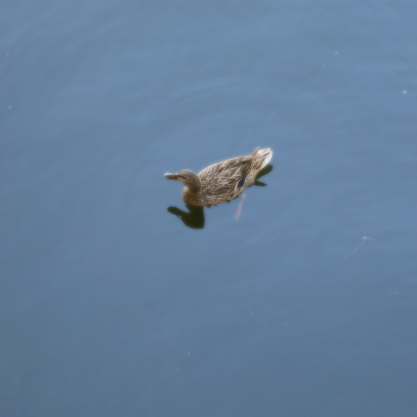 Noch eine Ente im Wasser