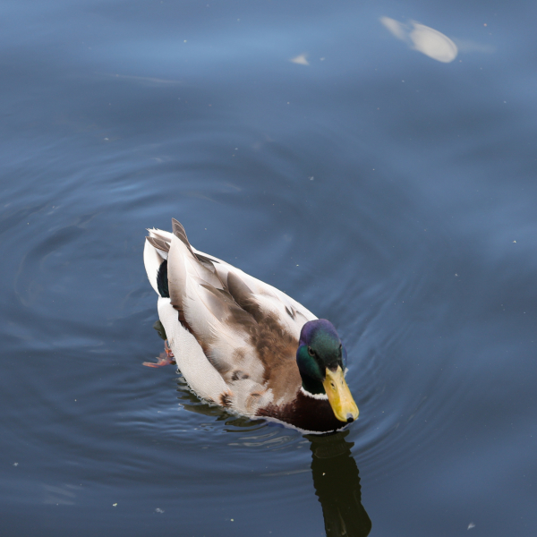 Ente im Wasser