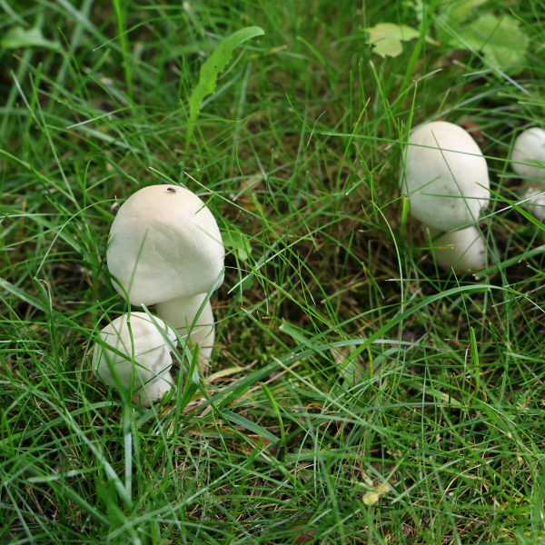 Pilze