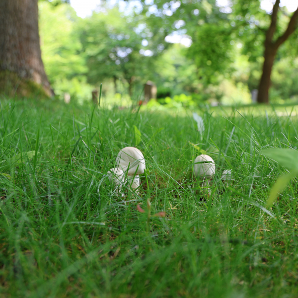 Pilze im Gras