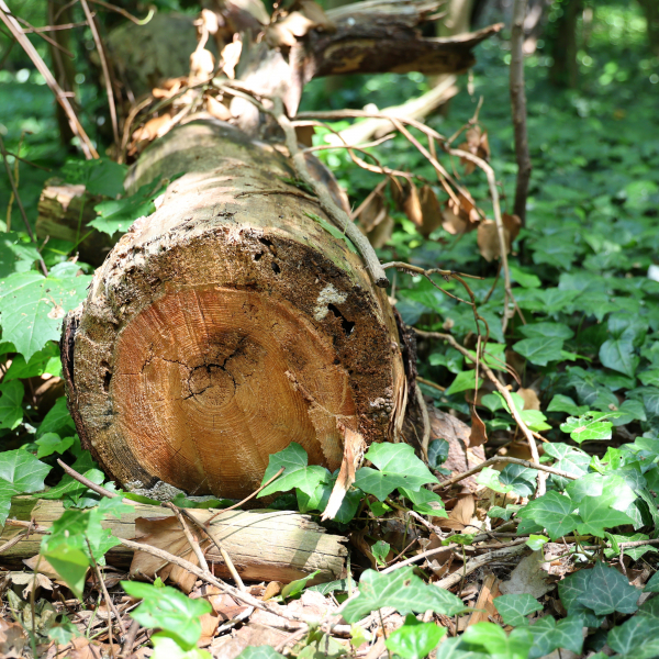 Umgesägter Baum