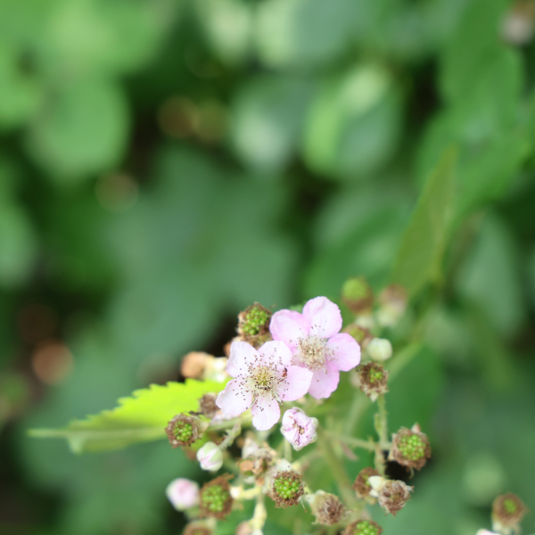 Brombeerblüten
