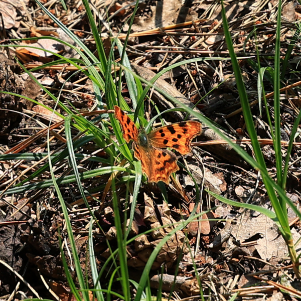Schmetterling im Gras