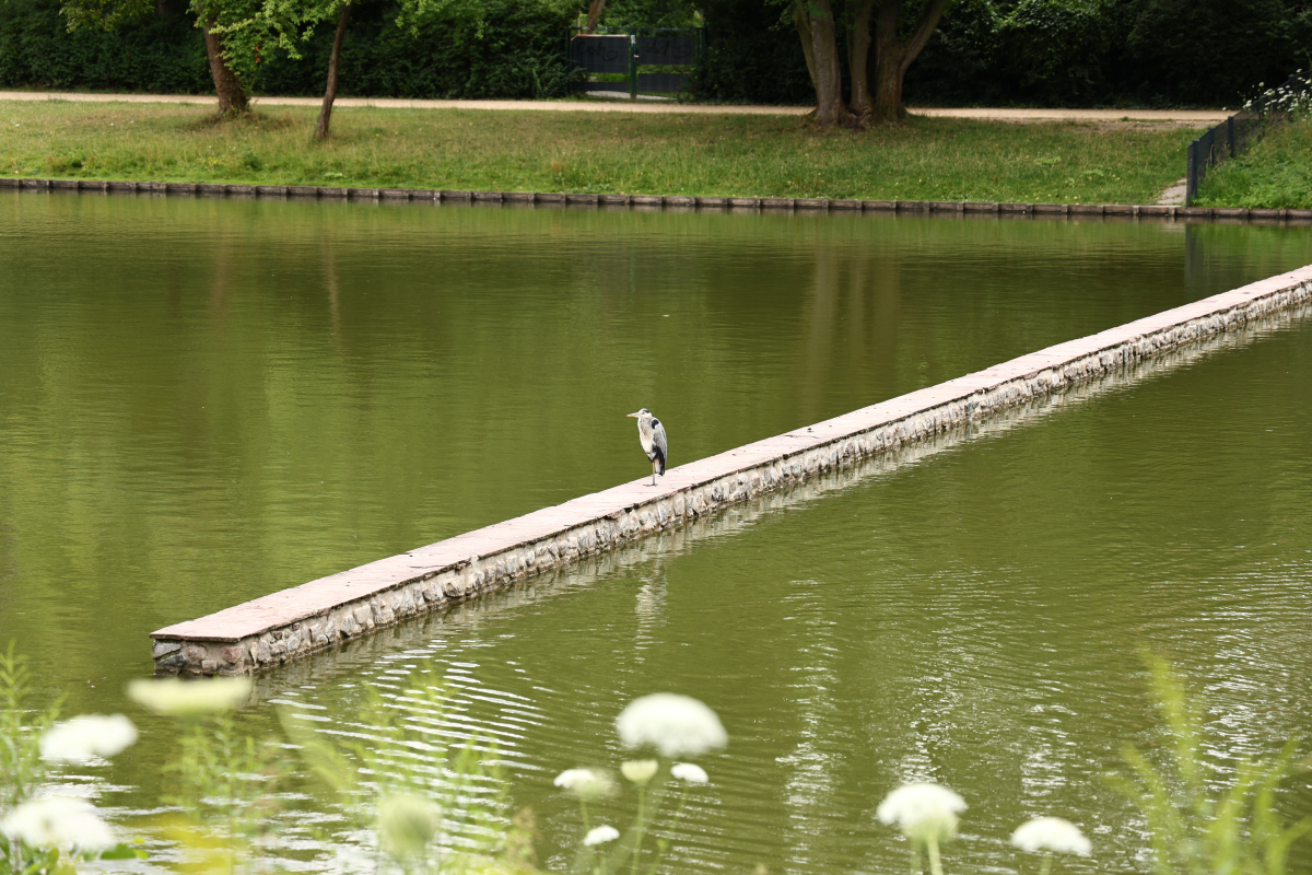 2024_07_13 - Spaziergang im Volkspark Mariendorf