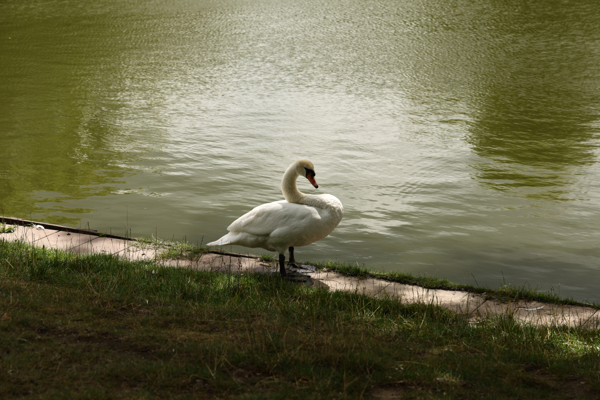 2024_07_13 - Spaziergang im Volkspark Mariendorf