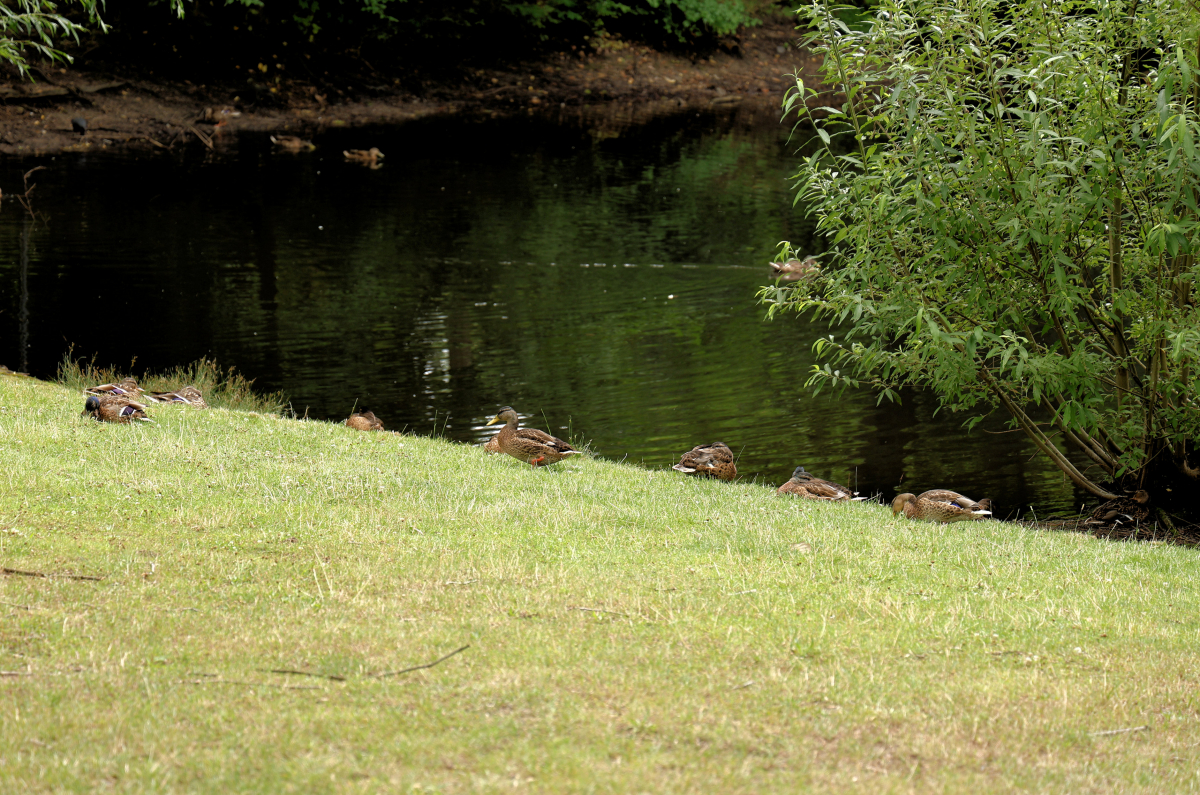 2024_07_13 - Spaziergang im Volkspark Mariendorf