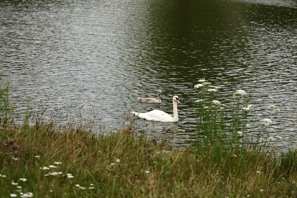 2024_07_13 - Spaziergang im Volkspark Mariendorf