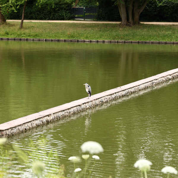 2024_07_13 - Spaziergang im Volkspark Mariendorf