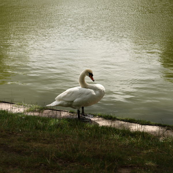 2024_07_13 - Spaziergang im Volkspark Mariendorf