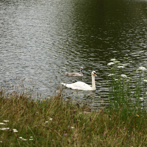 2024_07_13 - Spaziergang im Volkspark Mariendorf