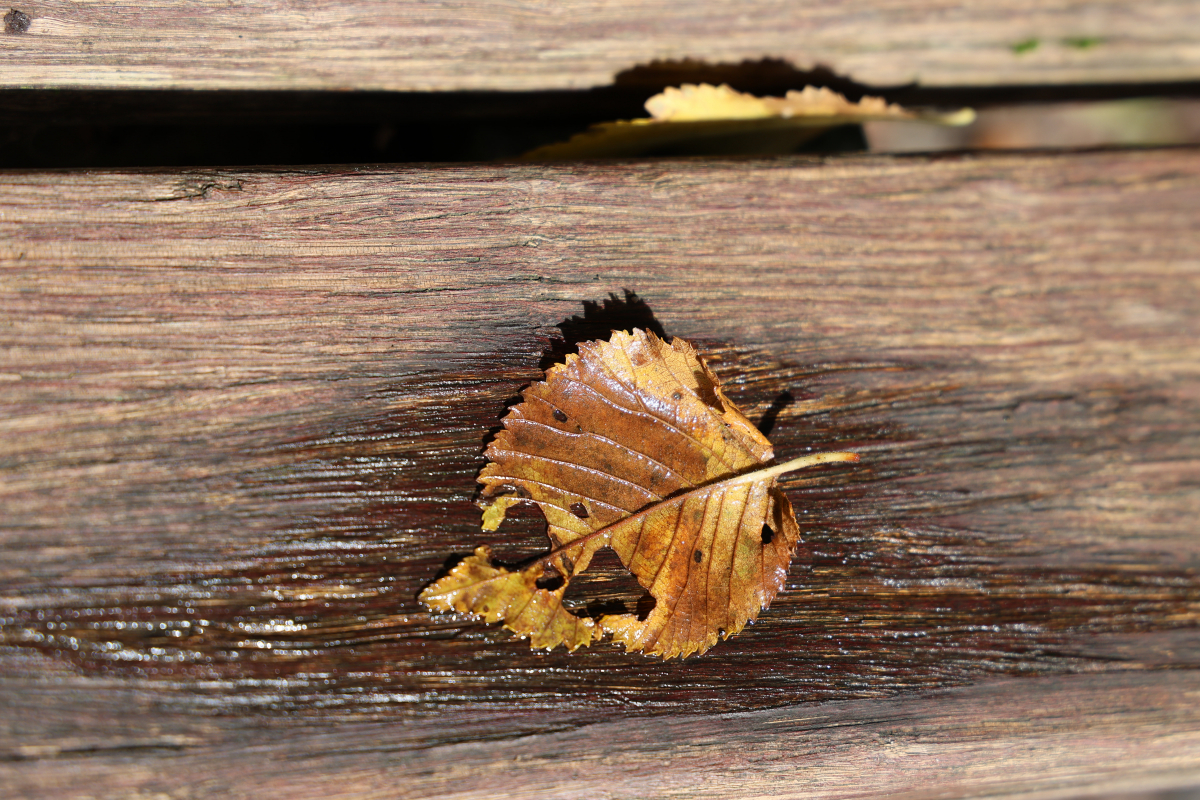 Blatt auf Holzbank