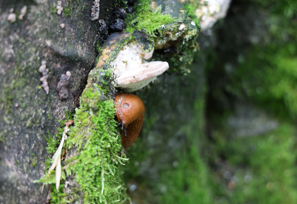 Nacktschnecke unter Pilz
