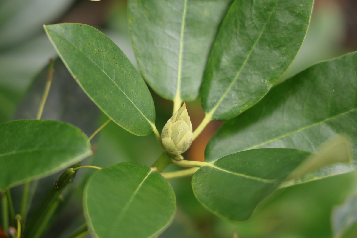 Rhododendron