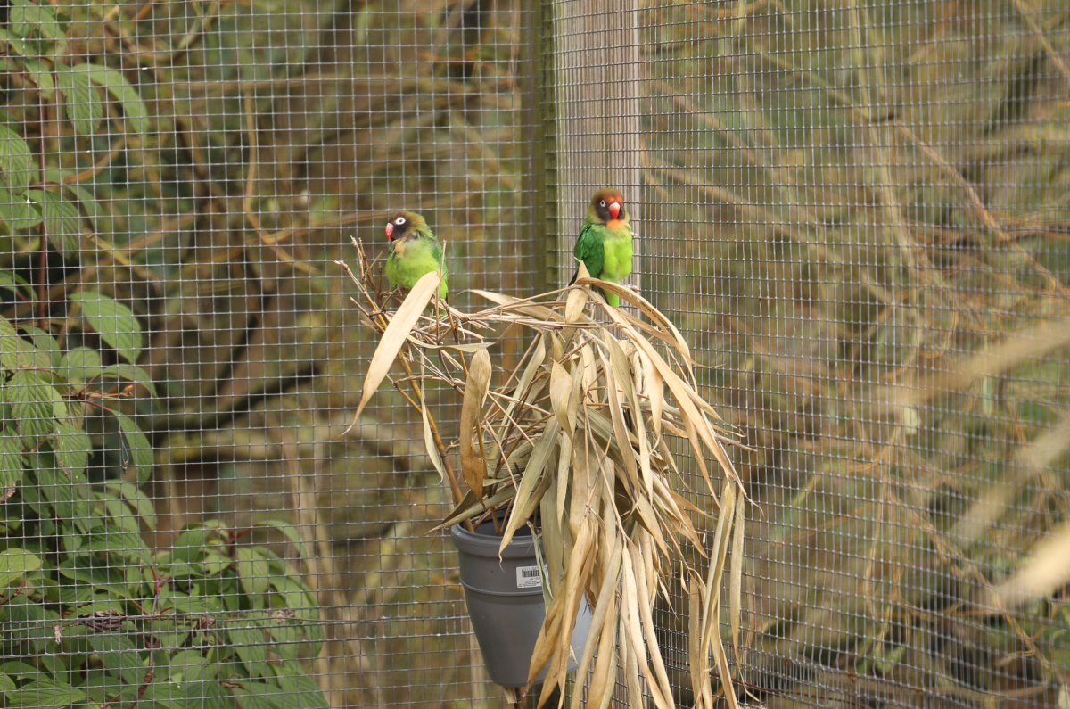 Kleinpapageien