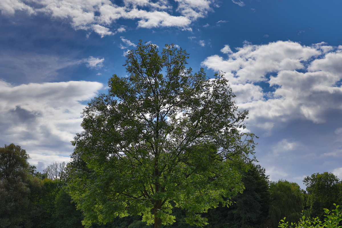 Baum