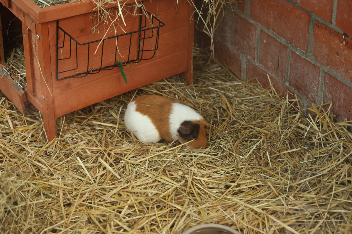 Meerschweinchen