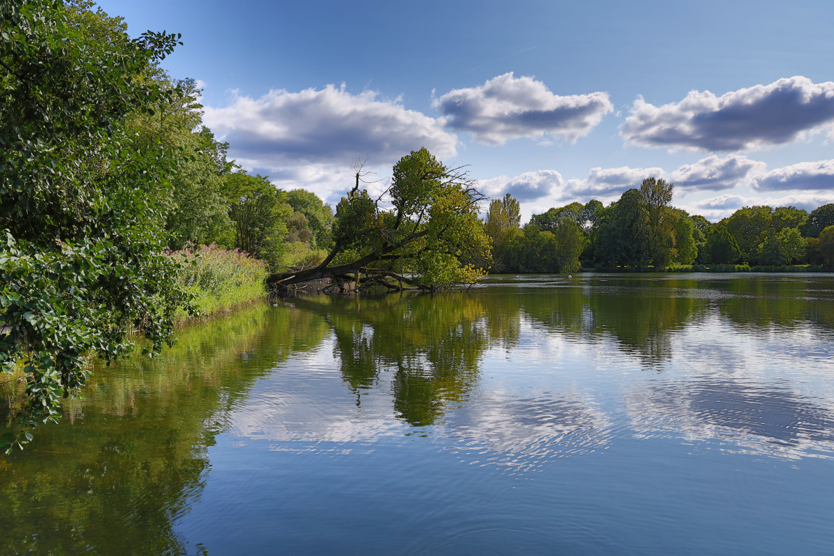 Baum im See