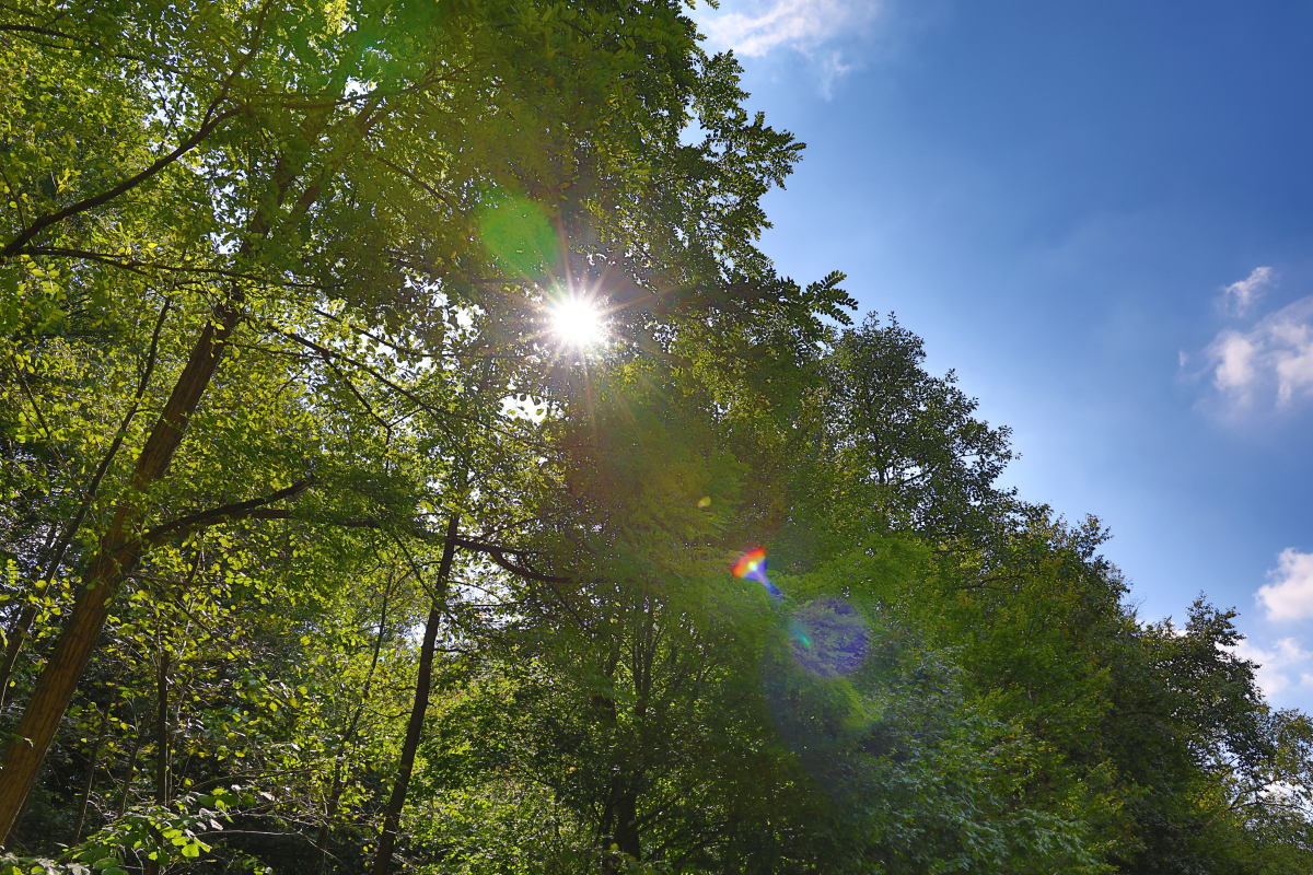 Sonnenstern