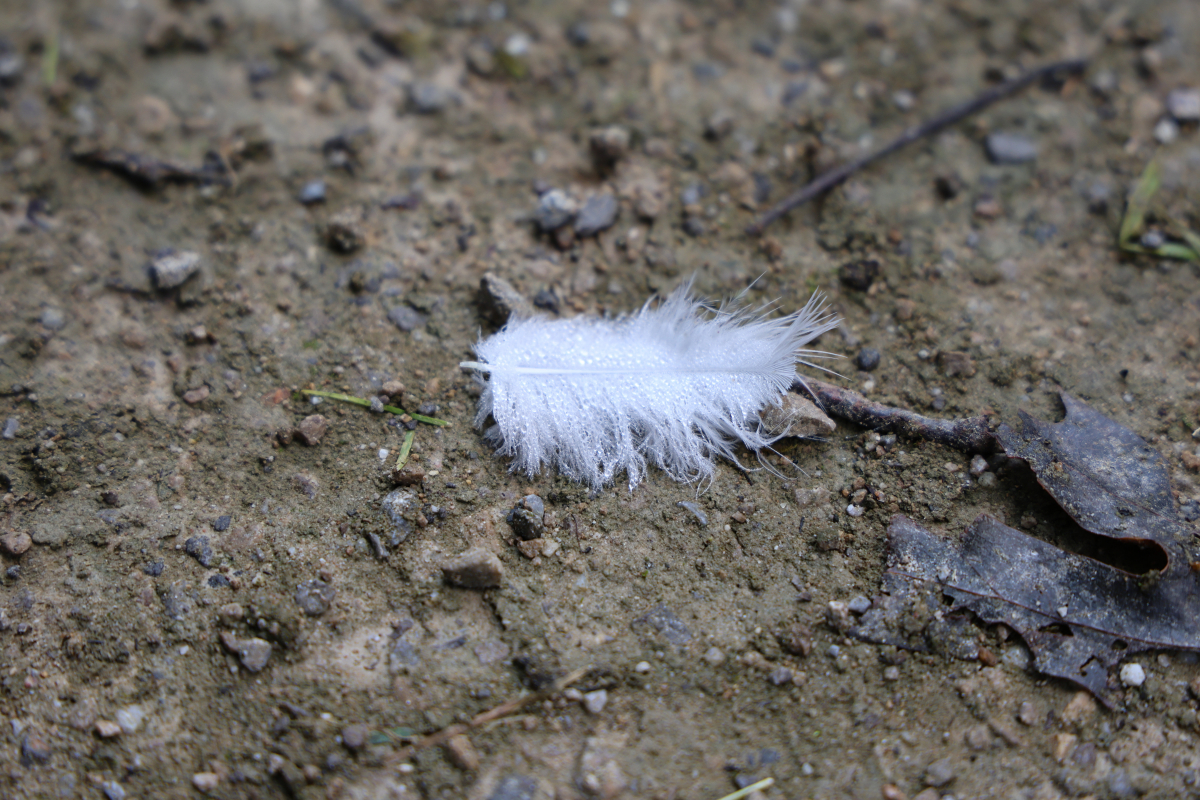Feder mit Tropfen
