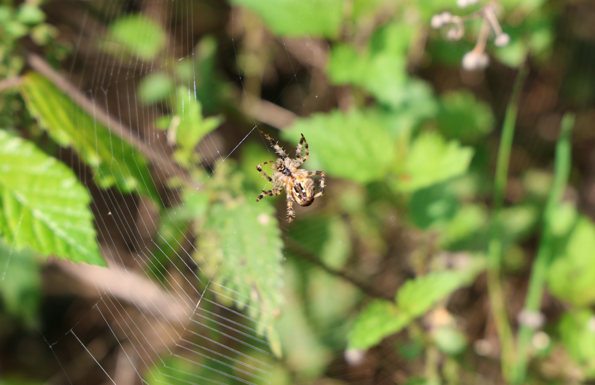 Spinne im Netz