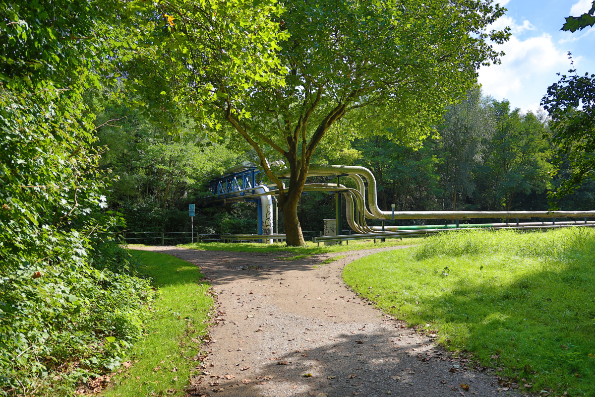 Baum vor Rohre