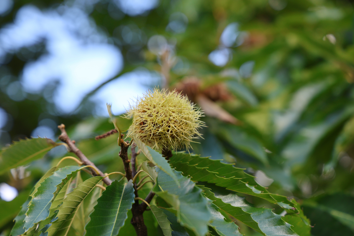 Kastanienschale am Baum