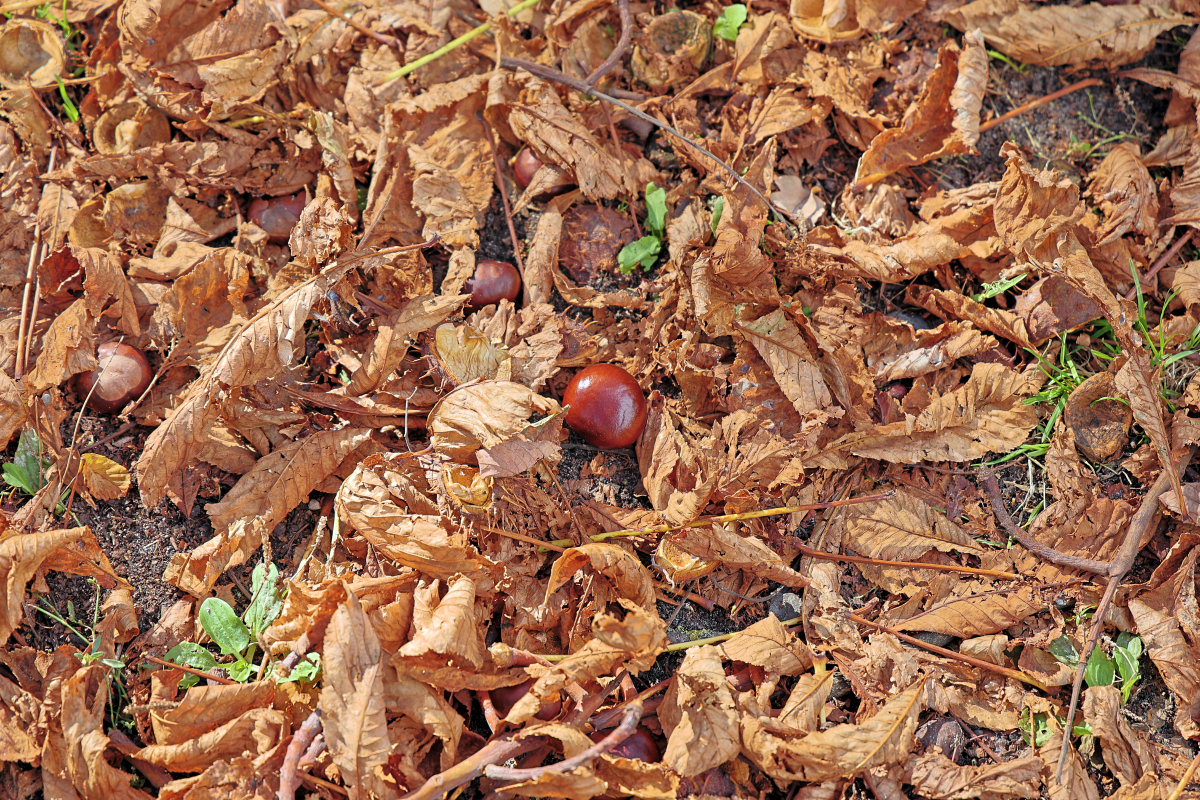 Kastanien im Herbstlaub