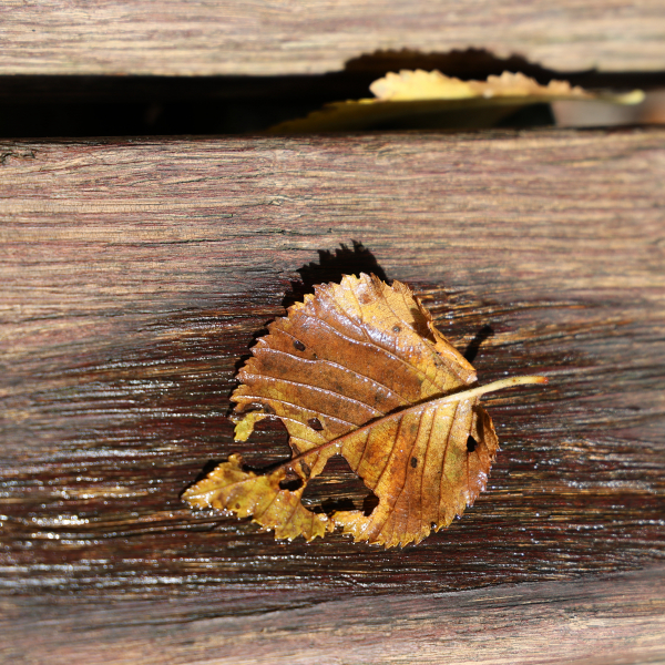 Blatt auf Holzbank