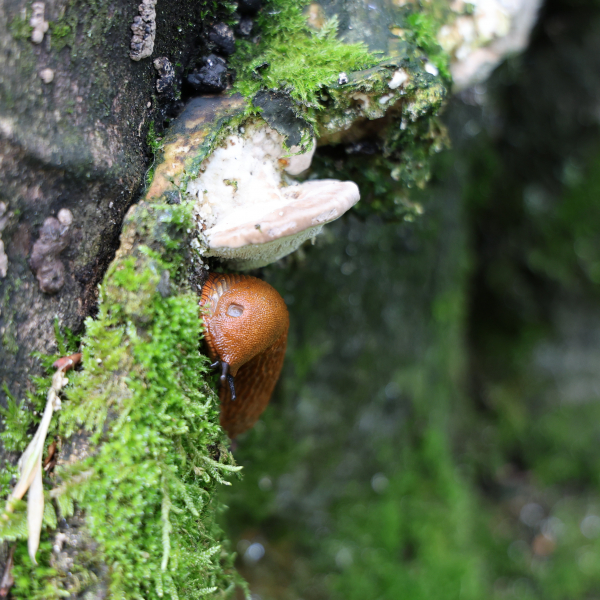 Nacktschnecke unter Pilz