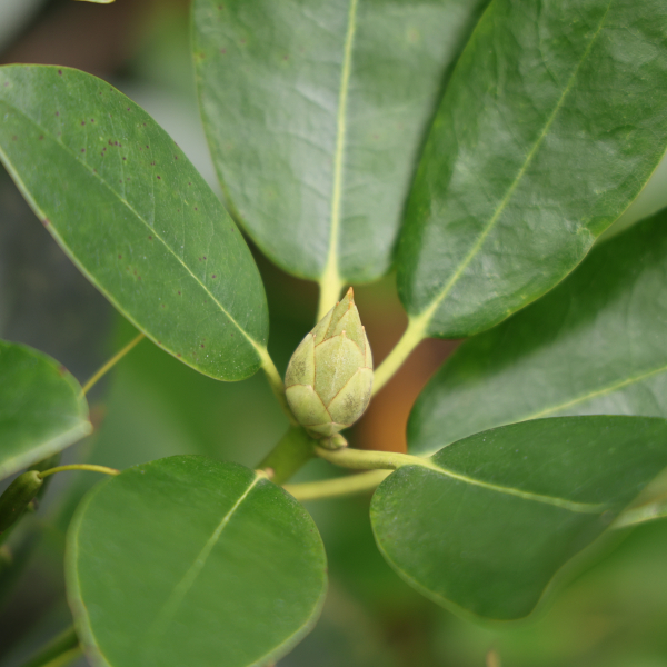 Rhododendron
