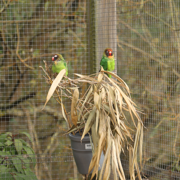Kleinpapageien