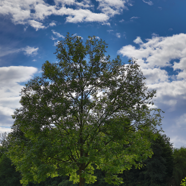 Baum