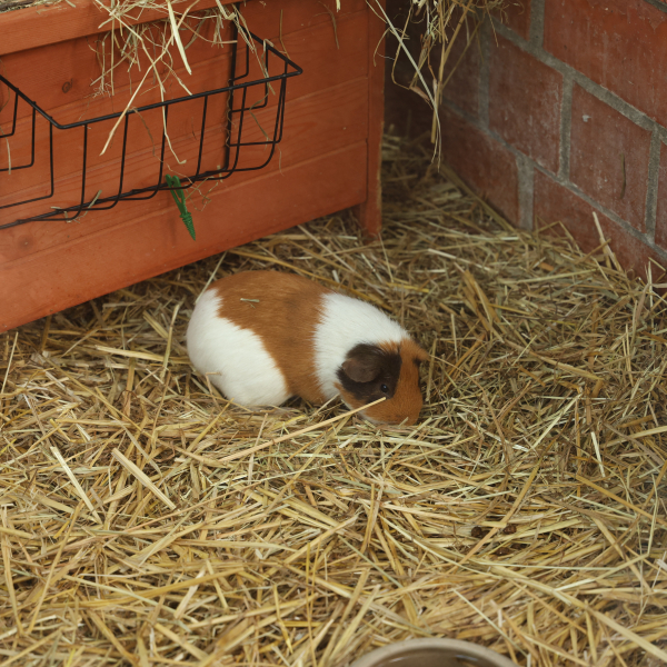 Meerschweinchen