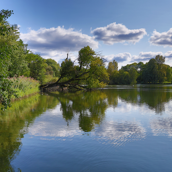 Baum im See