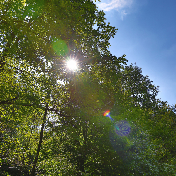 Sonnenstern