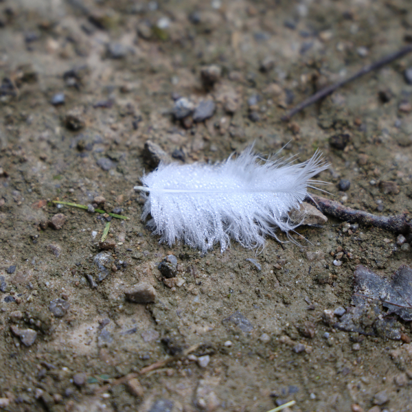 Feder mit Tropfen