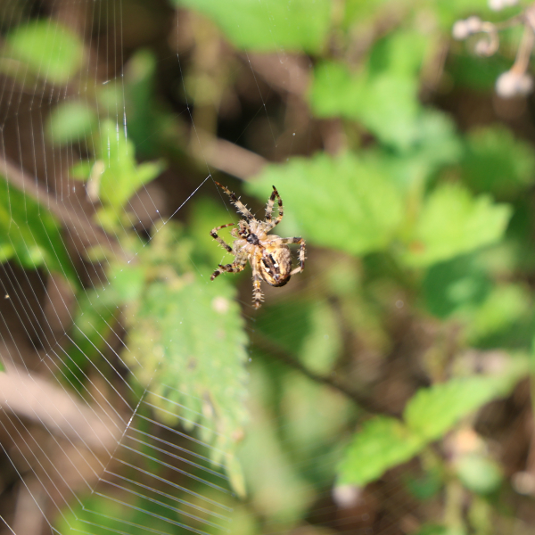Spinne im Netz