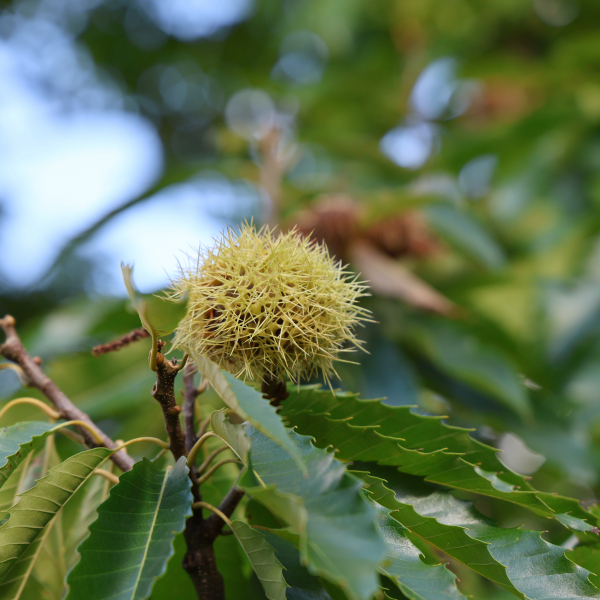 Kastanienschale am Baum