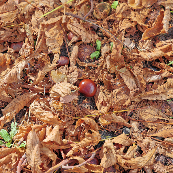 Kastanien im Herbstlaub