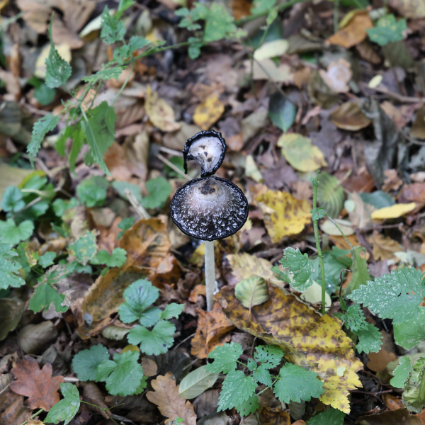 Pilz im Wald