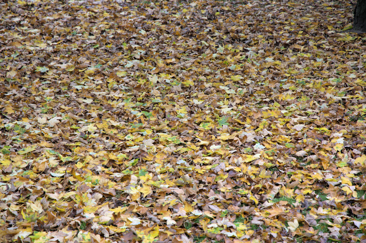 Herbstlaub