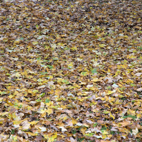 11 - November